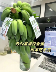 禁止蕉绿水培香蕉7.5-9斤