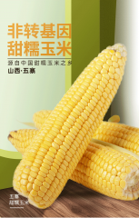 【2024五一活动】山西甜糯玉米220g*10根