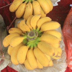 【积分商城】新鲜水果小米蕉3斤15-25个（发货为青黄色，不打药催熟，放置3--7天自然熟）